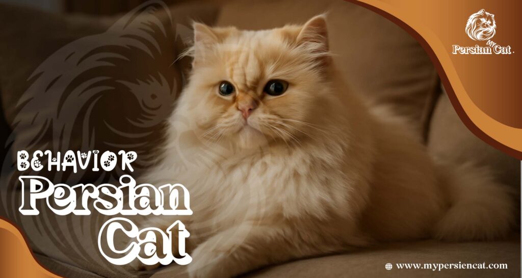 Persian Cat Behavior