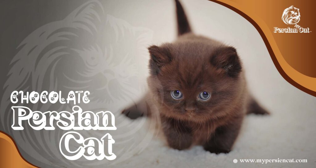 Chocolate Persian Cat: Exciting Truths You’ll Love