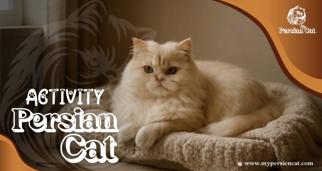 Persian Cat Activity

