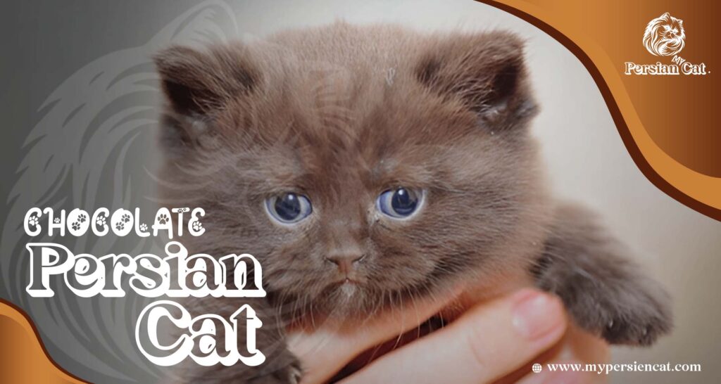 Chocolate Persian Cat: Exciting Truths You’ll Love