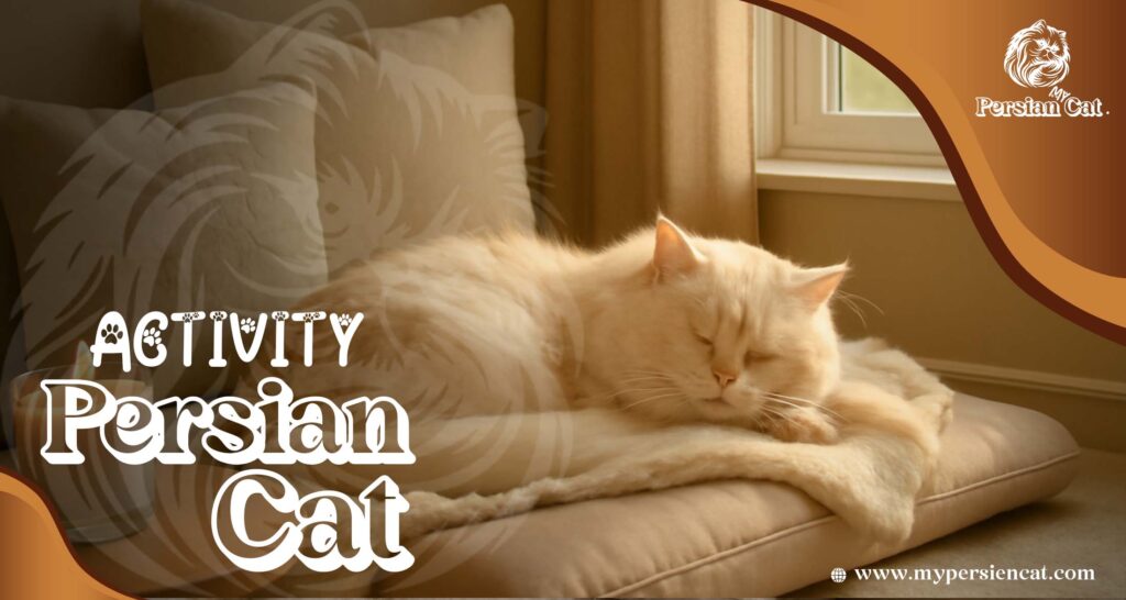 Persian Cat Activity

