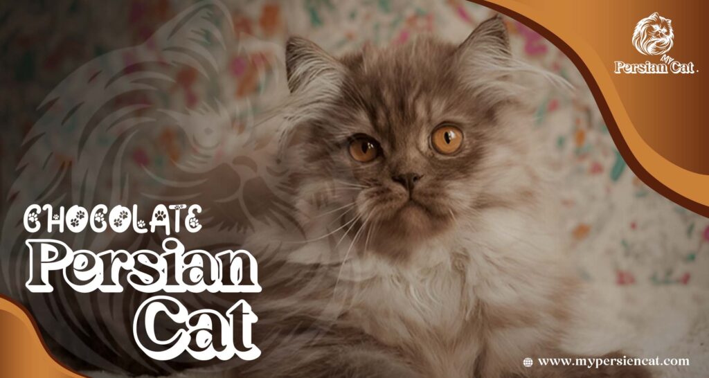 Chocolate Persian Cat: Exciting Truths You’ll Love