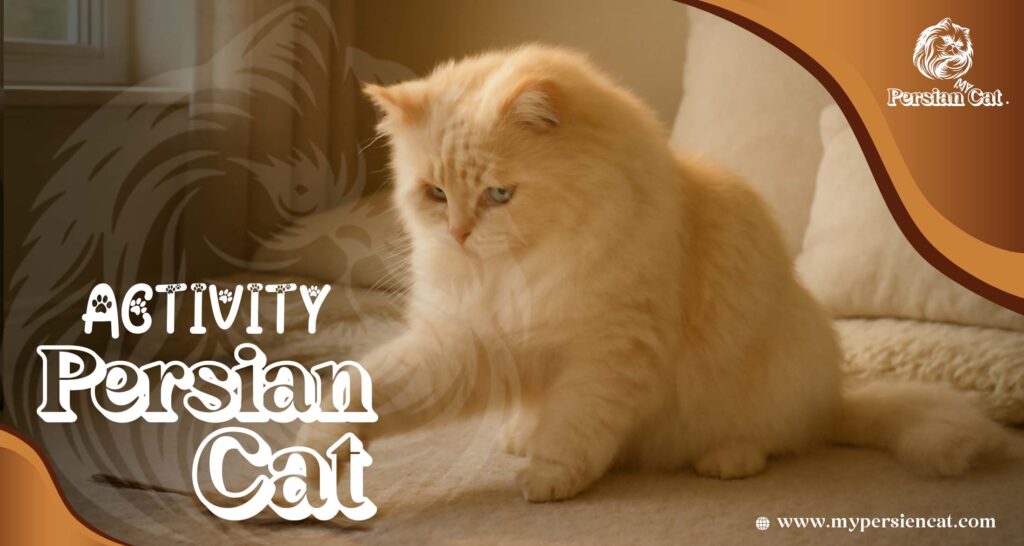 Persian Cat Activity
