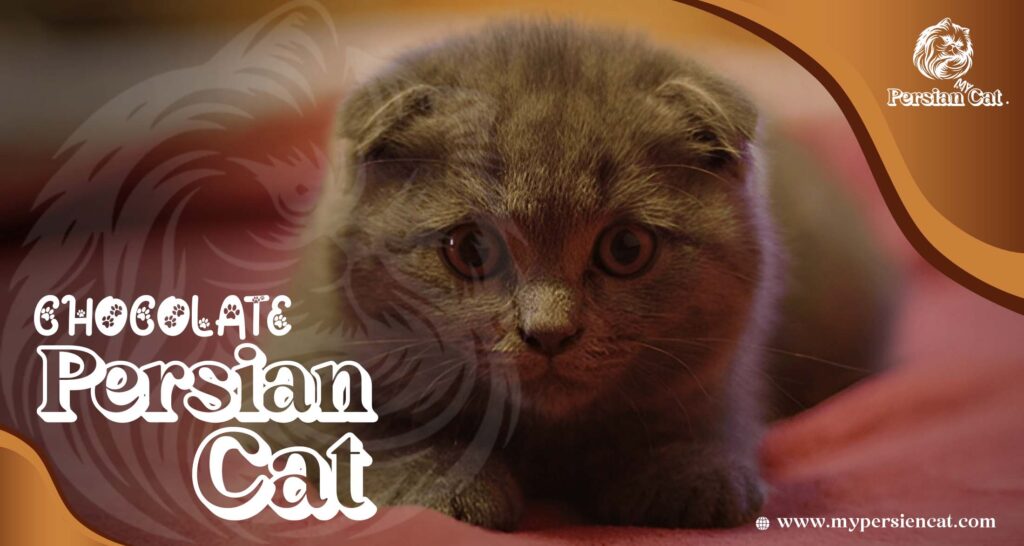 Chocolate Persian Cat: Exciting Truths You’ll Love