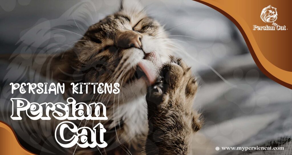 Remarkable Persian Cat Food You’ll Love
