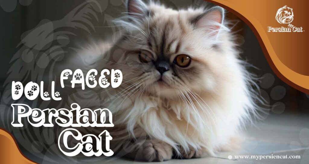 Doll Faced Persian Cat: Hidden Love Secrets