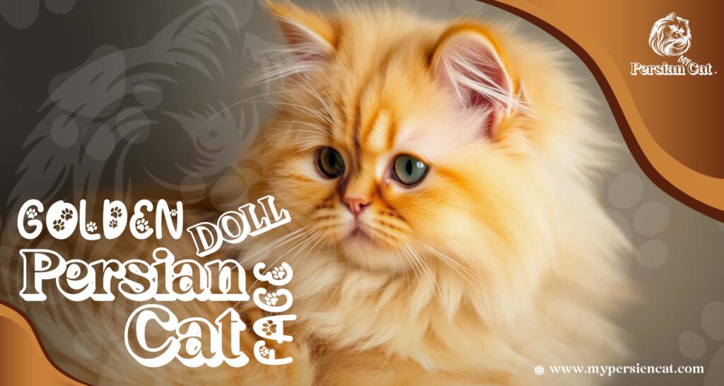 Golden Doll Face Persian Cat: Irresistibly Beautiful & Unique