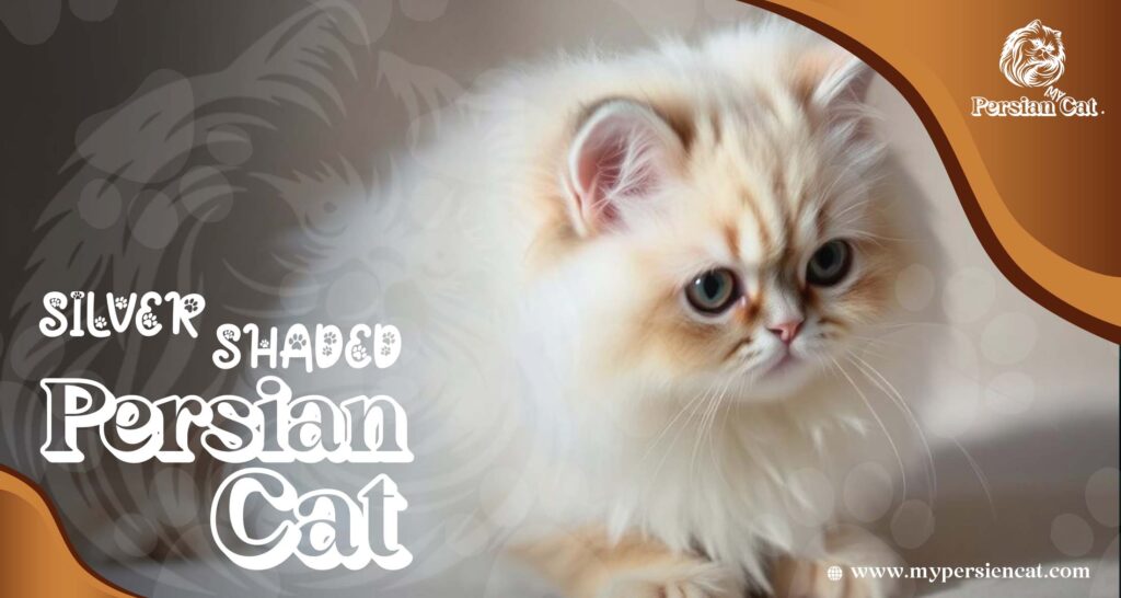 Silver Shaded Persian Cat: A Stunning Miracle