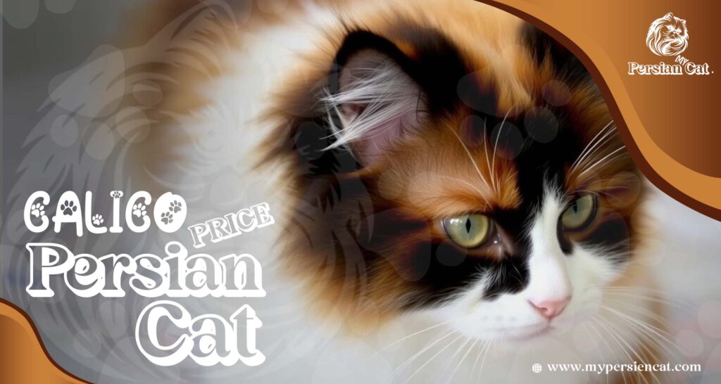 Calico Persian Cat Price: Eye-Opening Surprise Here