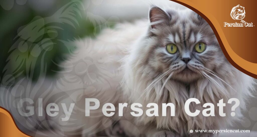 Grey Persian Cat Price Revealed In Unique Offer