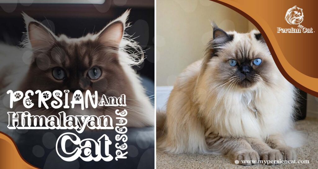 Persian and Himalayan Cat Rescue: Feel the Love