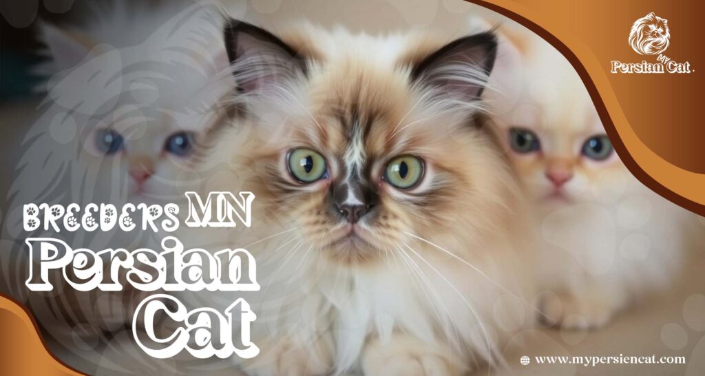 Persian Cat Breeders MN – Love at First Sight
