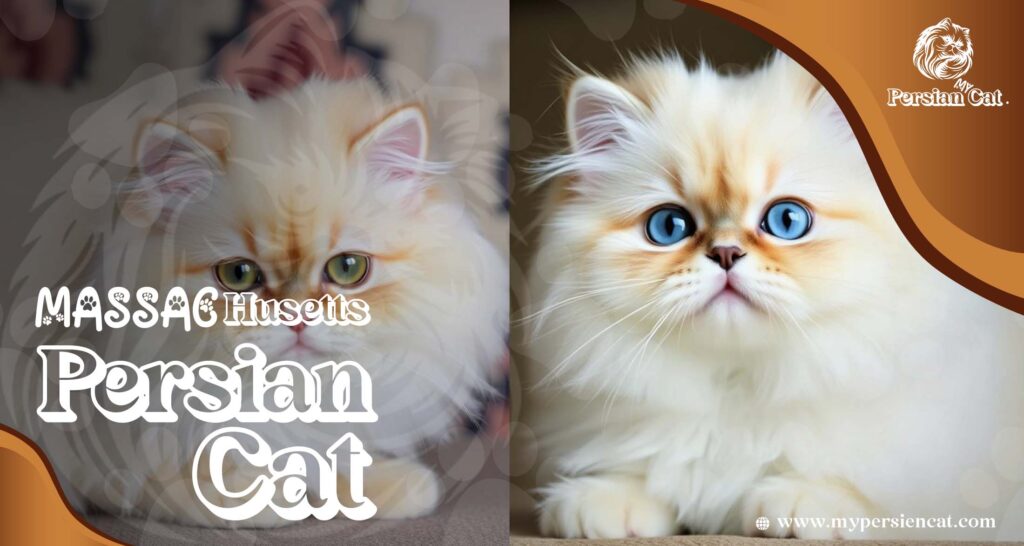 Persian Cat Massachusetts – Irresistibly Beautiful Pets