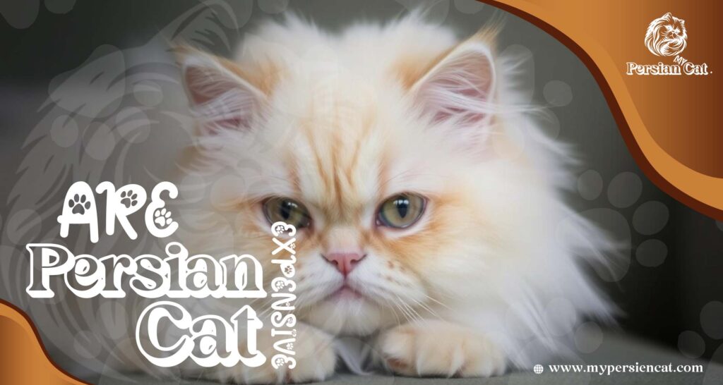 Are Persian Cats Expensive or Worth the Love?