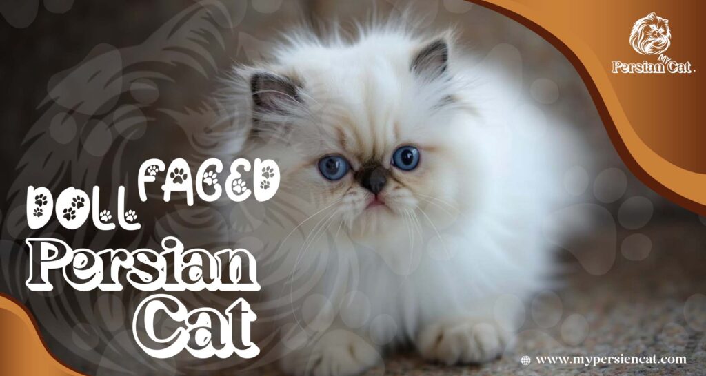 Doll Faced Persian Cat: Hidden Love Secrets