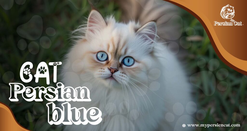 Cat Persian Blue: Amazing The Ultimate Heart Treasure