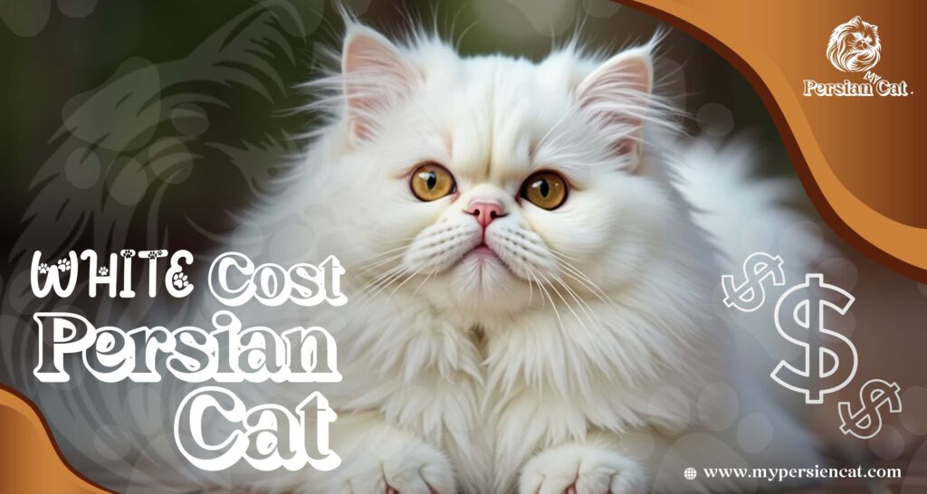 White Persian Cat Cost – Irresistibly Affordable Guide