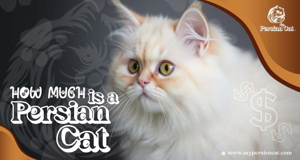 How Much Is a Persian Cat? Remarkably Affordable