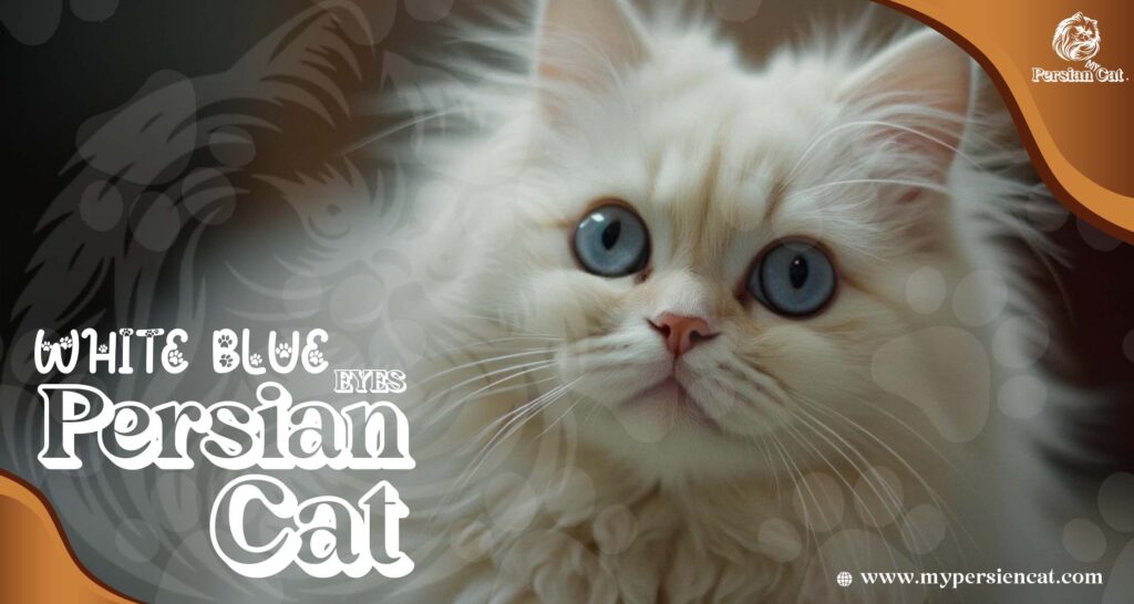 Persian Cat White Blue Eyes: Stunning You’ll Love