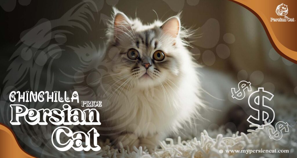 Chinchilla Persian Cat Price: The Remarkable Truth