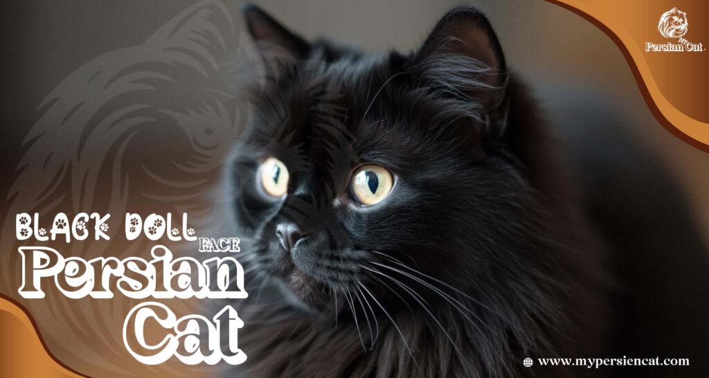 Black Doll Face Persian Cat: Irresistibly Beautiful!
