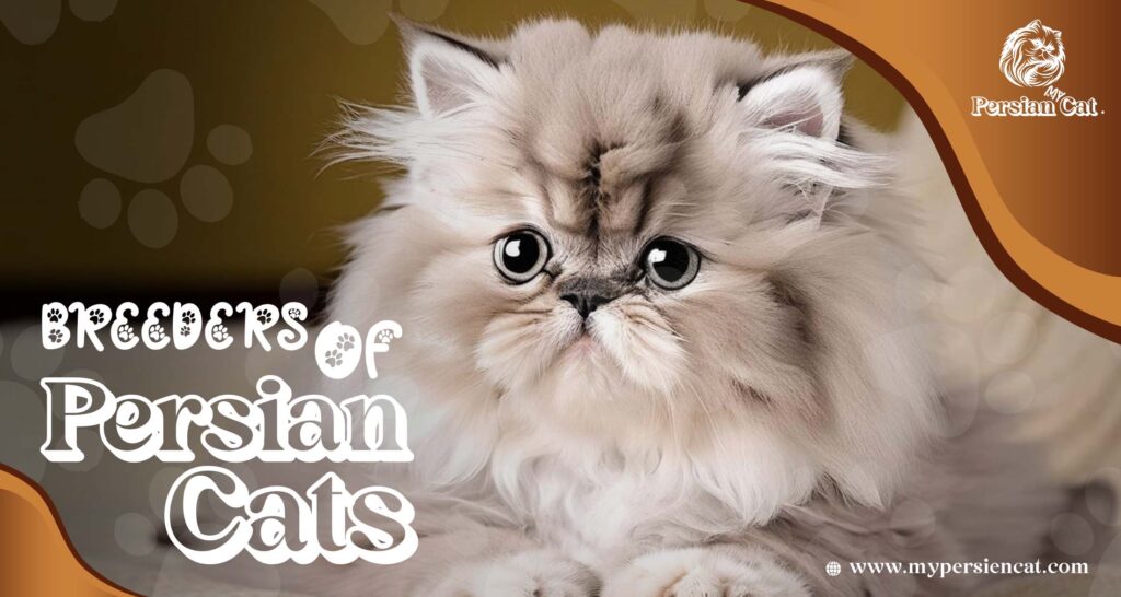 Breeders of Persian Cats: Unique You Must See