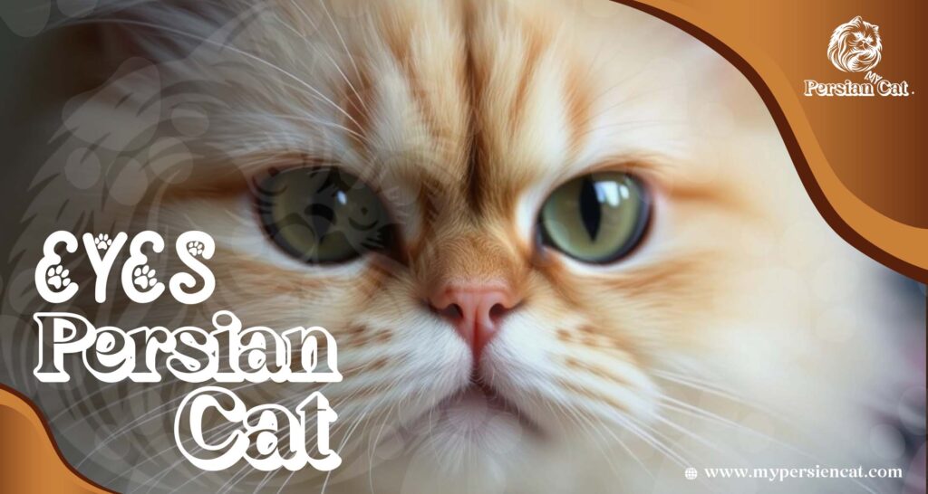 Persian Cat Eyes: Expert Advice That Will Thrill You