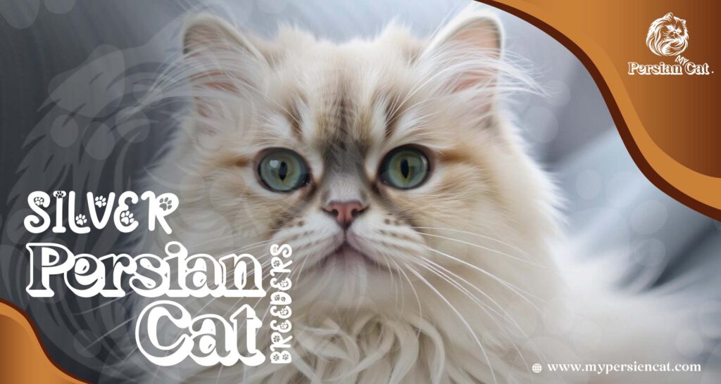 Silver Persian Cat Breeders You Need to See