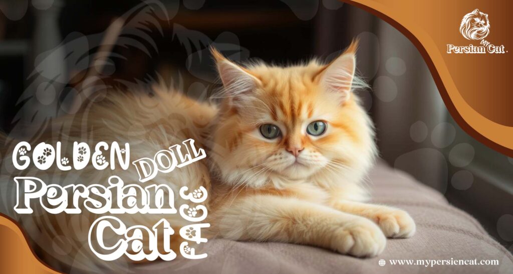 Golden Doll Face Persian Cat: Irresistibly Beautiful & Unique