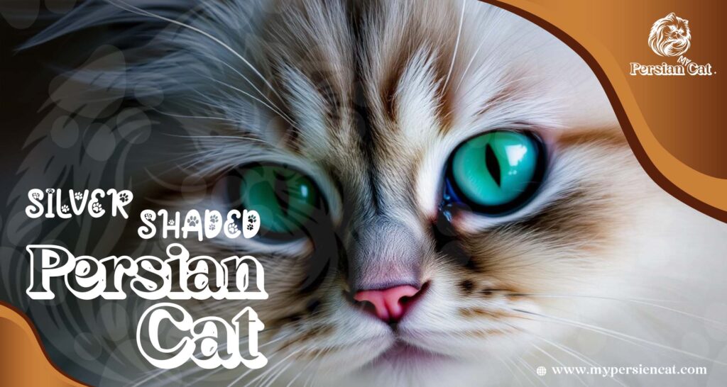 Silver Shaded Persian Cat: A Stunning Miracle