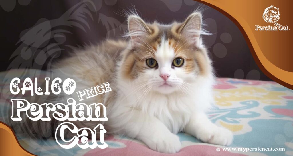 Calico Persian Cat Price: Eye-Opening Surprise Here