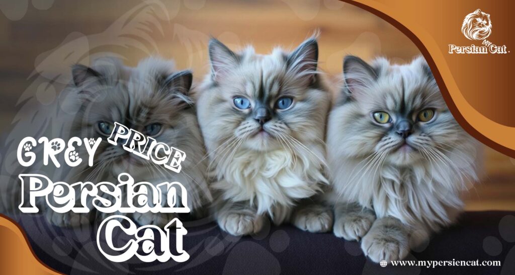 Grey Persian Cat Price Revealed In Unique Offer