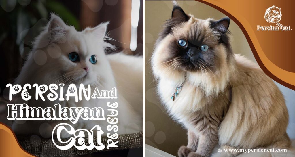 Persian and Himalayan Cat Rescue: Feel the Love