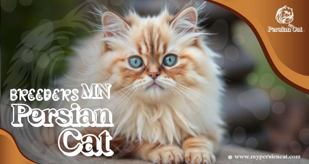 Persian Cat Breeders MN – Love at First Sight