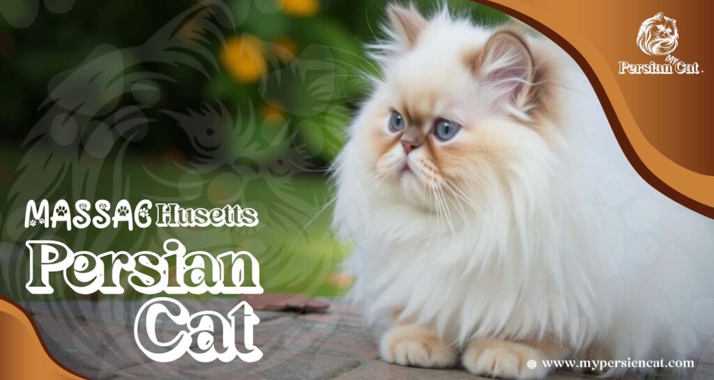 Persian Cat Massachusetts – Irresistibly Beautiful Pets