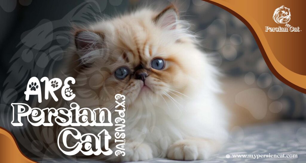 Are Persian Cats Expensive or Worth the Love?
