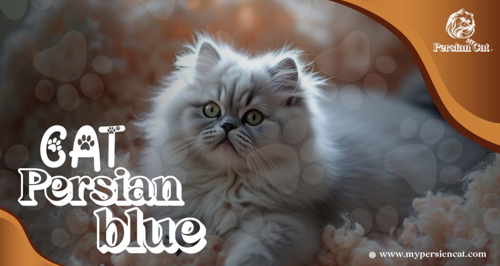 Cat Persian Blue: Amazing The Ultimate Heart Treasure