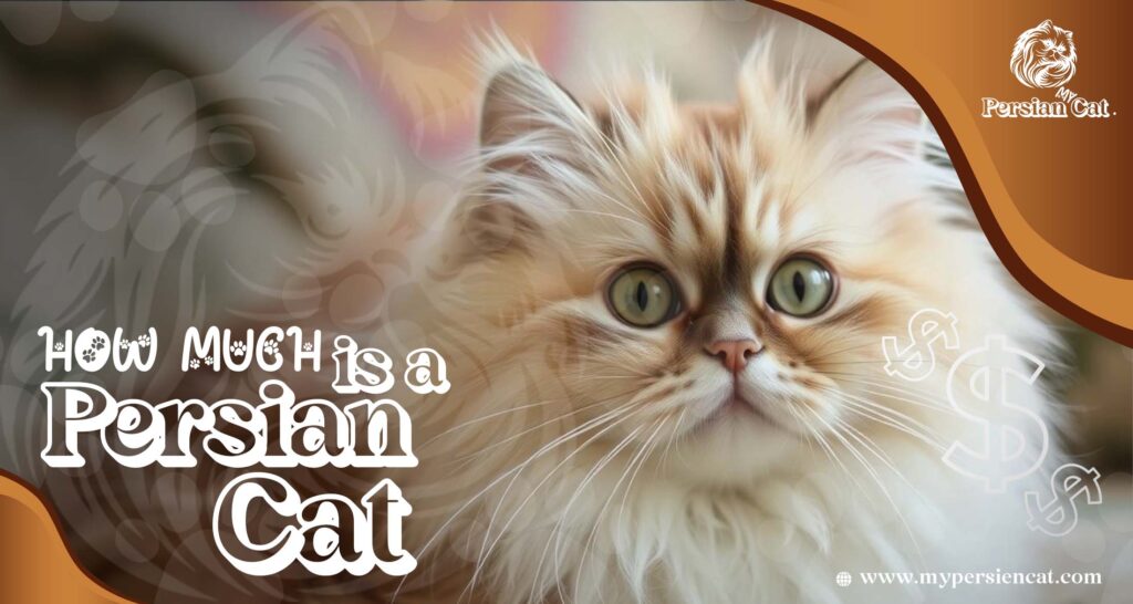 How Much Is a Persian Cat? Remarkably Affordable