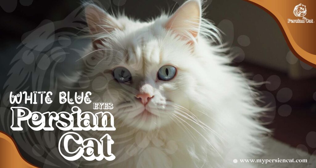 Persian Cat White Blue Eyes: Stunning You’ll Love
