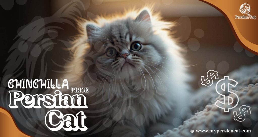 Chinchilla Persian Cat Price: The Remarkable Truth