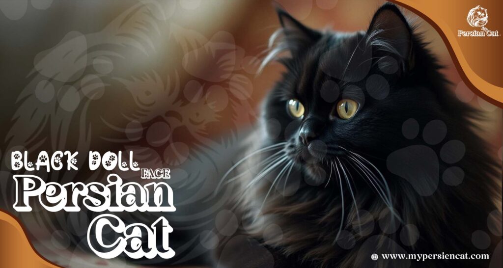 Black Doll Face Persian Cat: Irresistibly Beautiful!
