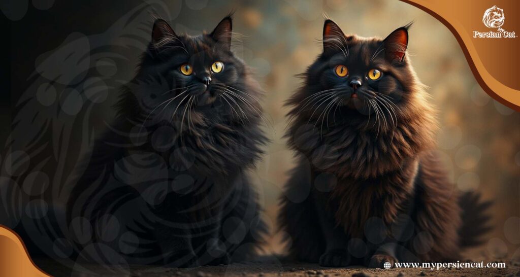 Black and Brown Persian Cats: The Truth About
