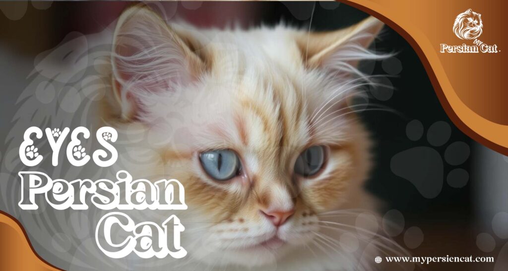 Persian Cat Eyes: Expert Advice That Will Thrill You