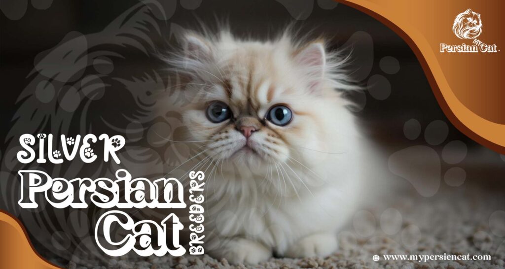 Silver Persian Cat Breeders You Need to See