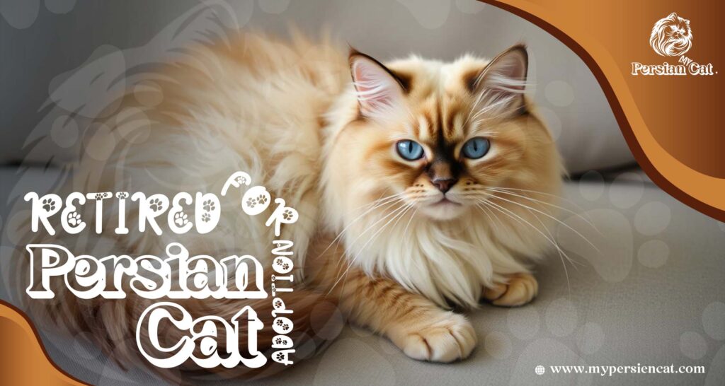 Retired Persian Cats for Adoption: Grab This Rare Gift