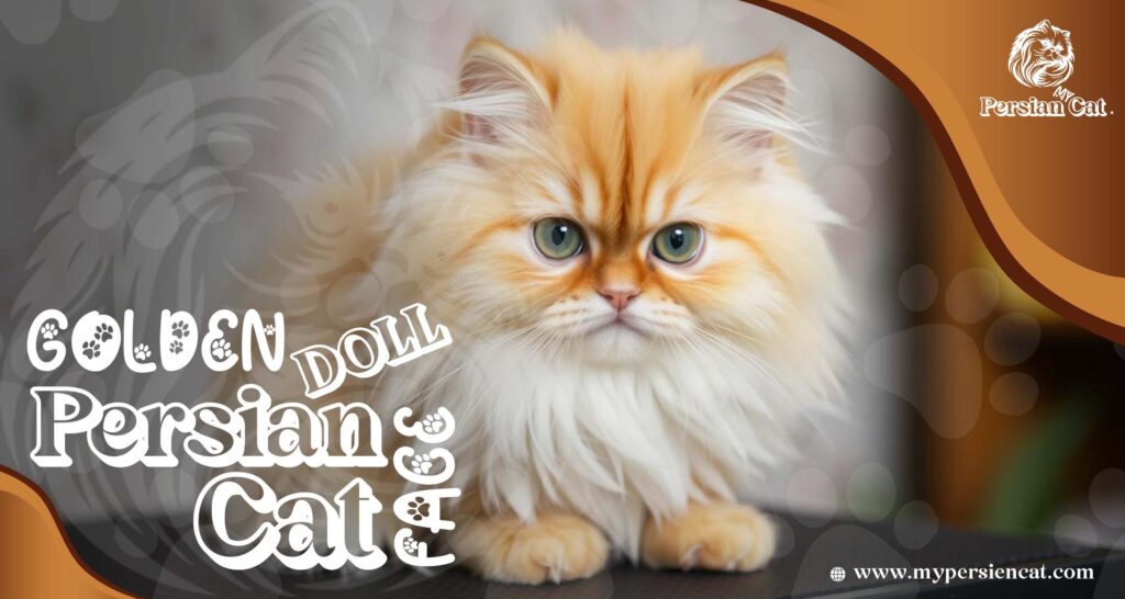 Golden Doll Face Persian Cat: Irresistibly Beautiful & Unique