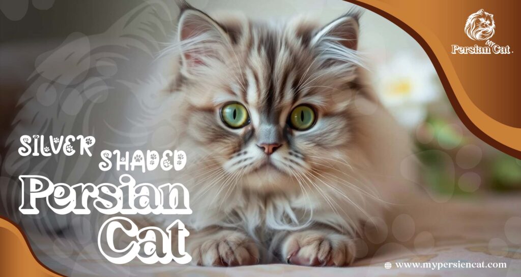Silver Shaded Persian Cat: A Stunning Miracle