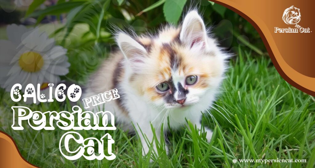 Calico Persian Cat Price: Eye-Opening Surprise Here