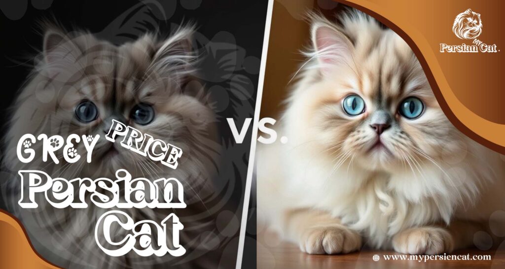 Grey Persian Cat Price Revealed In Unique Offer
