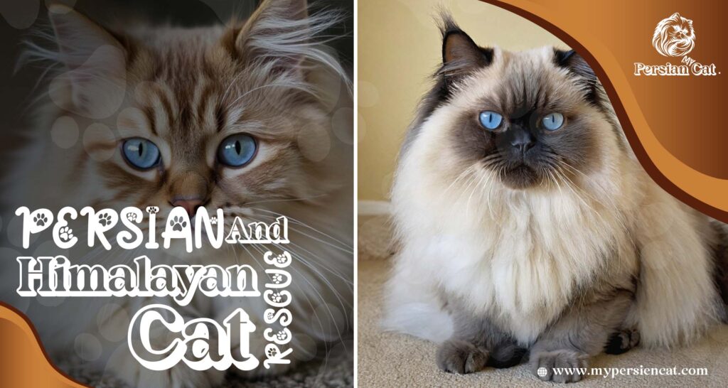 Persian and Himalayan Cat Rescue: Feel the Love